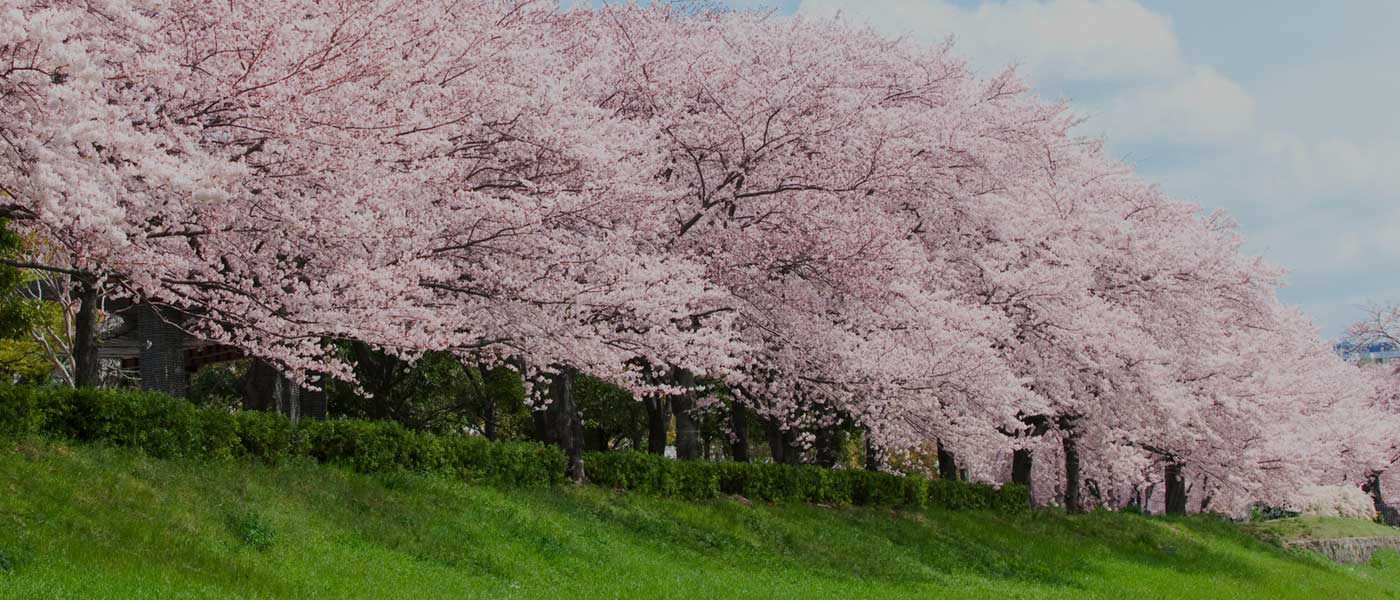 わたしの街の未来の桜プロジェクトのイメージバナー画像